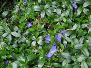 picture of periwinkle plant